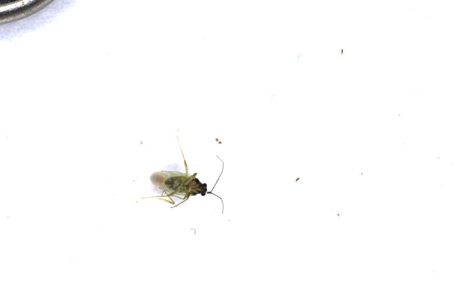 Image 34